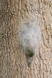 Oak processionary moth (Thaumetopoea processionea), nest of caterpillars on a tree trunk, North