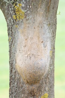 Oak processionary moth (Thaumetopoea processionea), nest of caterpillars on a tree trunk, North
