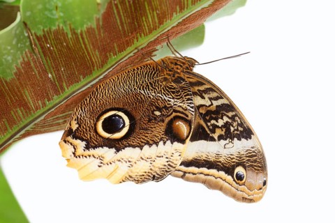 Yellow-banded banana butterfly (Caligo atreus) against a white background, captive, occurring in