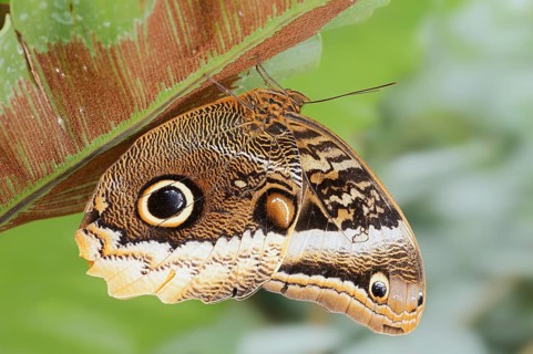 Yellow-banded banana butterfly (Caligo atreus), captive, occurrence in Central and South America