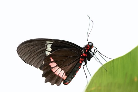 Parides butterfly or Parides moth (Parides iphidamas) against a white background, captive,