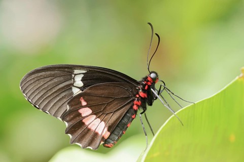 Parides butterfly or Parides butterfly (Parides iphidamas), captive, occurring in Central and South