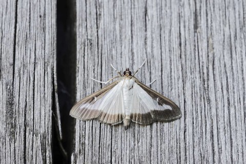 Box tree moth (Cydalima perspectalis) on weathered wood, North Rhine-Westphalia, Germany