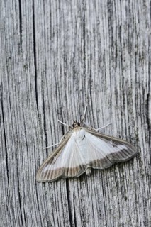 Box tree moth (Cydalima perspectalis) on weathered wood, North Rhine-Westphalia, Germany
