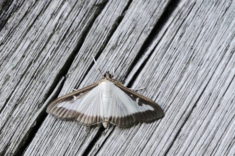 Box tree moth (Cydalima perspectalis) on weathered wood, North Rhine-Westphalia, Germany