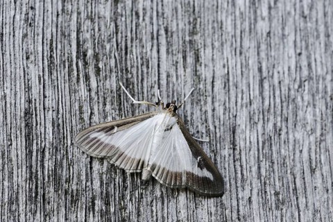 Box tree moth (Cydalima perspectalis) on weathered wood, North Rhine-Westphalia, Germany
