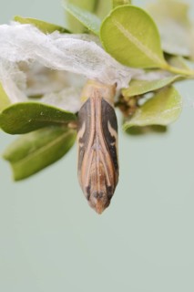 Box tree moth (Cydalima perspectalis), pupa on box tree (Buxus sempervirens), North
