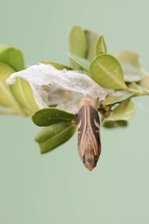 Box tree moth (Cydalima perspectalis), pupa on box tree (Buxus sempervirens), North
