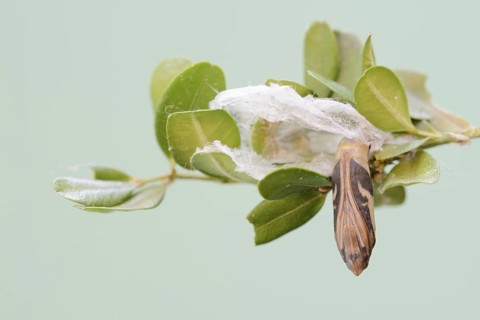 Box tree moth (Cydalima perspectalis), pupa on box tree (Buxus sempervirens), North