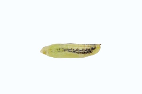 Box tree moth (Cydalima perspectalis), pupa on white background, North Rhine-Westphalia, Germany