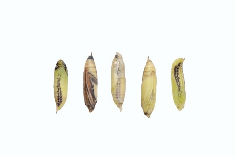 Box tree moth (Cydalima perspectalis), pupae in various stages on a white background, North