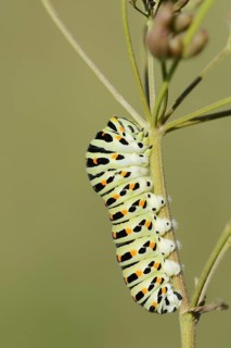 Swallowtail (Papilio machaon), caterpillar, North Rhine-Westphalia, Germany