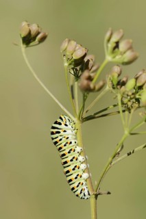 Swallowtail (Papilio machaon), caterpillar, North Rhine-Westphalia, Germany