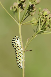 Swallowtail (Papilio machaon), caterpillar, North Rhine-Westphalia, Germany