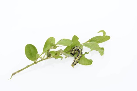 Box tree moth (Cydalima perspectalis), caterpillar on twig of box tree (Buxus sempervirens) on