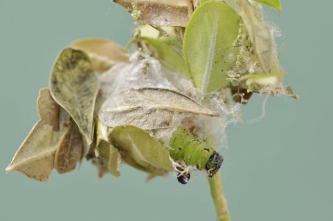 Box tree moth (Cydalima perspectalis), caterpillar shortly in front of pupation, North