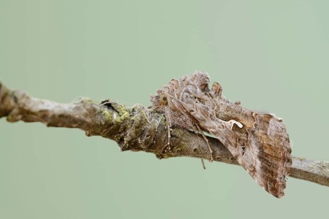 Gamma owl (Autographa gamma), North Rhine-Westphalia, Germany