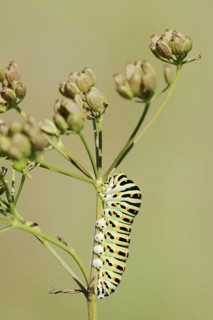 Swallowtail (Papilio machaon), caterpillar, North Rhine-Westphalia, Germany