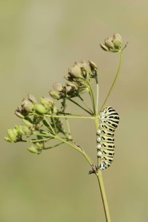 Swallowtail (Papilio machaon), caterpillar, North Rhine-Westphalia, Germany