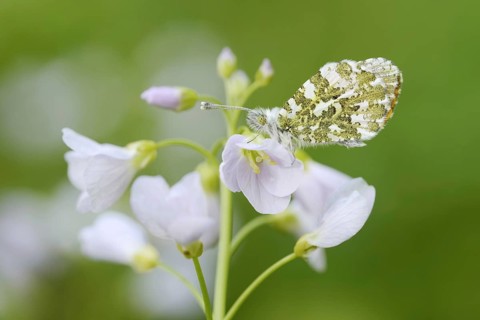 Aurora butterfly (Anthocharis cardamines) on flowering meadow foamwort (Cardamine pratensis), North