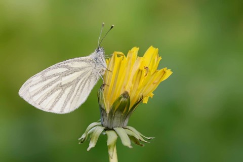 Rape white butterfly or green vein white butterfly (Pieris napi) on dandelion (Taraxacum) flower,
