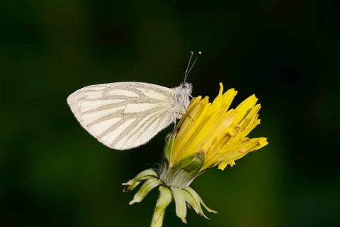 Rape white butterfly or green vein white butterfly (Pieris napi) on dandelion (Taraxacum) flower,