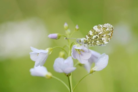 Aurora butterfly (Anthocharis cardamines) on flowering meadow foamwort (Cardamine pratensis), North