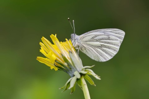 Rape white butterfly or green vein white butterfly (Pieris napi) on dandelion (Taraxacum) flower,