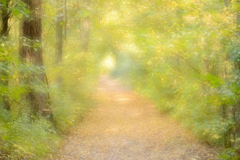 Path in a deciduous forest in autumn, double exposure, North Rhine-Westphalia, Germany