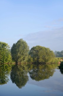 Silver willows (Salix alba) on the River Lippe, North Rhine-Westphalia, Germany