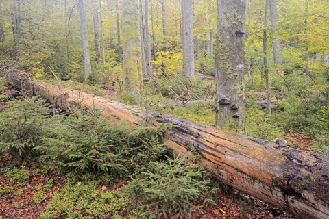 Deadwood in a mixed forest in autumn, Bavarian Forest National Park, Bavaria, Germany