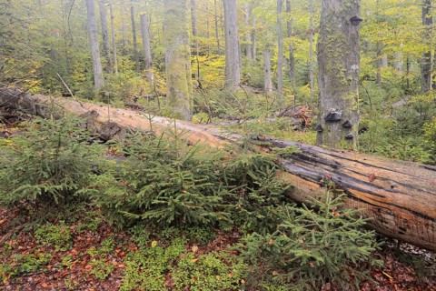 Deadwood in a mixed forest in autumn, Bavarian Forest National Park, Bavaria, Germany