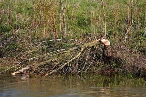 Tree felled by a beaver (Castor fibre) at a pond, North Rhine-Westphalia, Germany