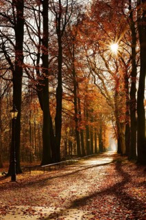 Avenue with copper beeches (Fagus sylvatica) against the light, autumn, North Rhine-Westphalia,