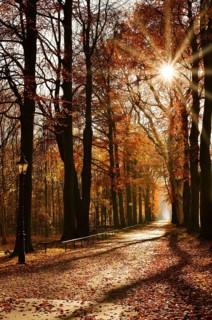 Avenue with copper beeches (Fagus sylvatica) against the light, autumn, North Rhine-Westphalia,