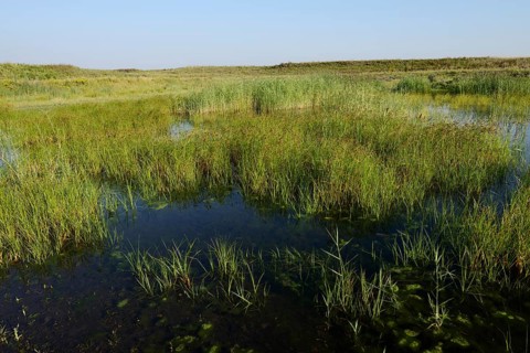 Pond on a spoil tip, habitat for the natterjack toad (Epidalea calamita), Großes Holz spoil tip,