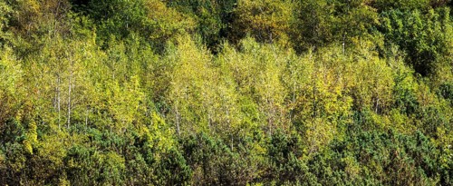 Autumn coloured birch trees, Oytal, near Oberstdorf, Oberallgäu, Allgäu, Bavaria, Germany