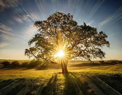 An awe-inspiring scene showcasing the sun's rays bursting through a solitary tree, illuminating a