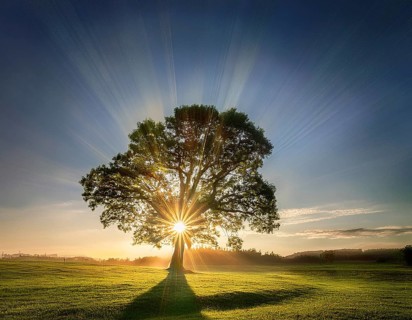 An awe-inspiring scene showcasing the sun's rays bursting through a solitary tree, illuminating a