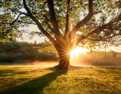 An awe-inspiring scene showcasing the sun's rays bursting through a solitary tree, illuminating a