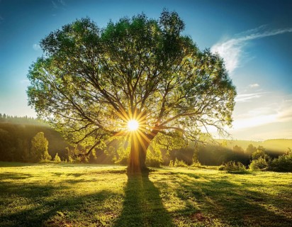 An awe-inspiring scene showcasing the sun's rays bursting through a solitary tree, illuminating a