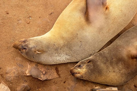 Cape fur seals resting on the sandy beach at Cape Cross Nature Reserve, Namibia