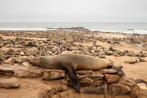 Cape fur seals resting on the sandy beach at Cape Cross Nature Reserve, Namibia