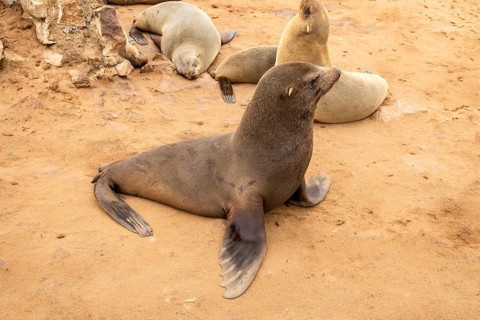 Cape fur seals resting on the sandy beach at Cape Cross Nature Reserve, Namibia