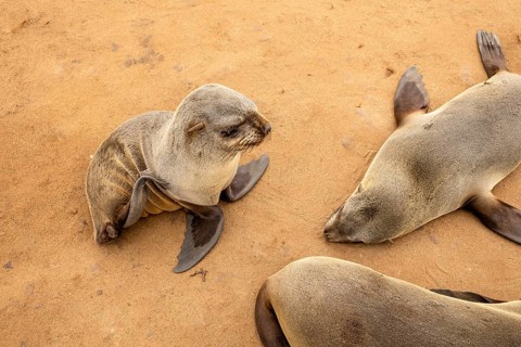 Cape fur seals resting on the sandy beach at Cape Cross Nature Reserve, Namibia