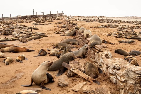 Cape fur seals resting on the sandy beach at Cape Cross Nature Reserve, Namibia