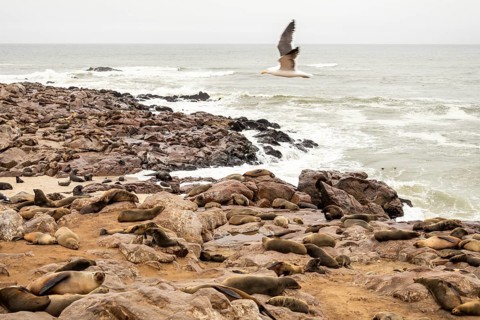 Cape fur seals resting on the sandy beach at Cape Cross Nature Reserve, Namibia