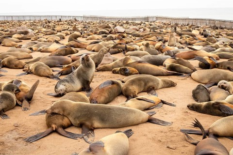 Cape fur seals resting on the sandy beach at Cape Cross Nature Reserve, Namibia