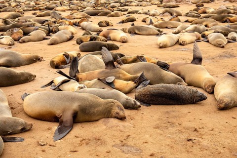 Cape fur seals resting on the sandy beach at Cape Cross Nature Reserve, Namibia