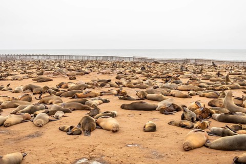 Cape fur seals resting on the sandy beach at Cape Cross Nature Reserve, Namibia